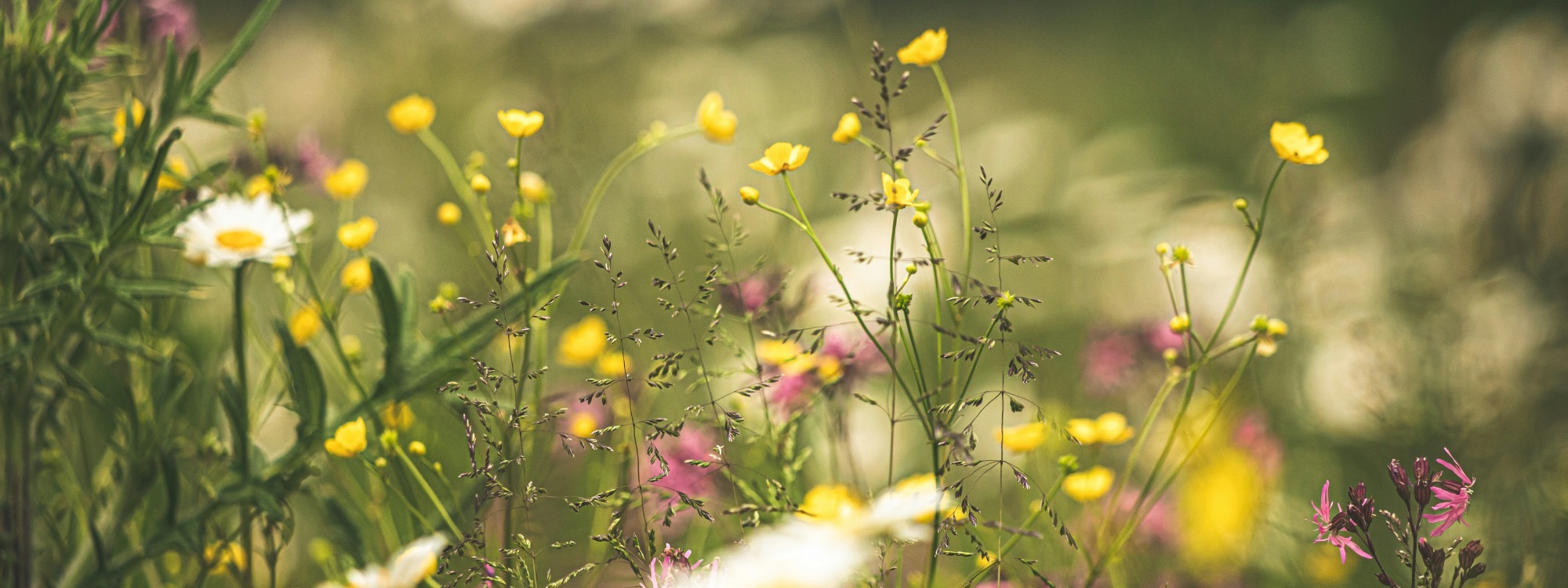 WELCOME*ABOUT US*DISCOVER MORE